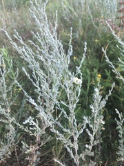 Artemisia