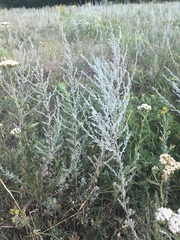 Artemisia