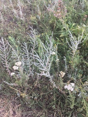 Artemisia