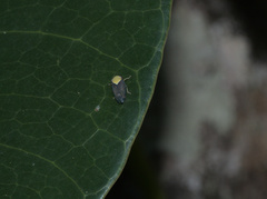 Microtartessus idyia