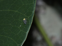 Microtartessus idyia