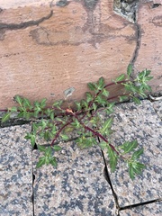 Oxybasis glauca