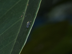 Microtartessus idyia