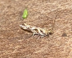 Aristotelia fungivorella
