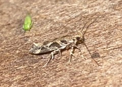 Aristotelia fungivorella