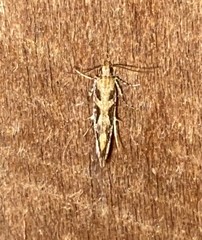 Aristotelia fungivorella