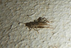 Gryllomorpha dalmatina