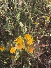 Pentanema britannica