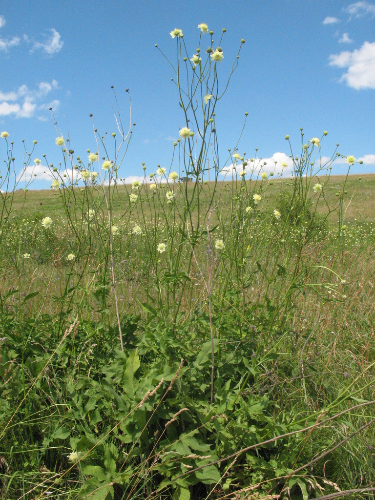 Cephalaria litvinovii