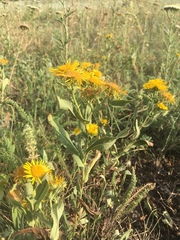 Pentanema britannica