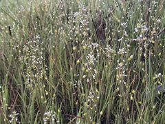 Thysanocarpus curvipes