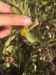 Pentanema britannica