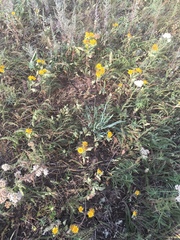 Pentanema britannica