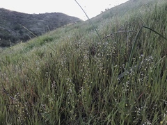 Thysanocarpus curvipes