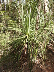 Pandanus spiralis