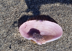 Gari lineolata