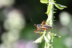 Rhynocoris punctiventris