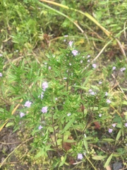 Satureja hortensis