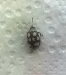 Alagoasa trifasciata