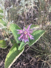 Salvia verticillata