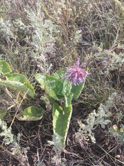Salvia verticillata