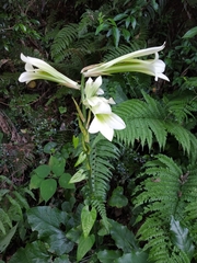 Cardiocrinum cordatum