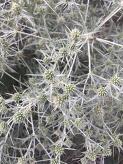 Eryngium campestre