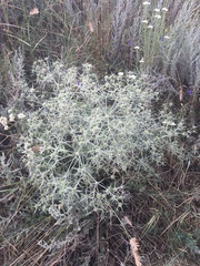 Eryngium campestre
