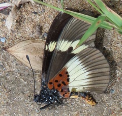 Acraea aganice aganice