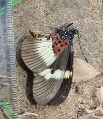 Acraea aganice aganice