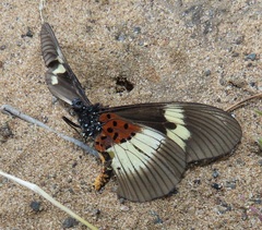 Acraea aganice aganice