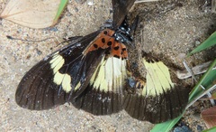 Acraea aganice aganice