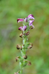 Pedicularis mixta