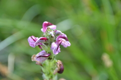 Pedicularis mixta