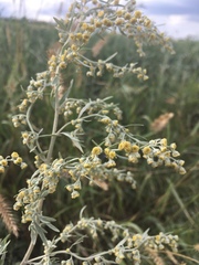 Artemisia absinthium