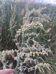 Artemisia absinthium