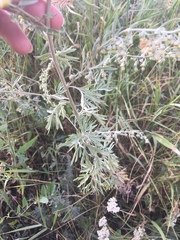 Artemisia absinthium