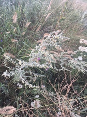 Artemisia absinthium