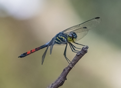 Agrionoptera sexlineata