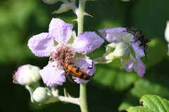 Stenurella septempunctata