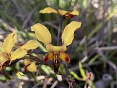 Diuris brumalis
