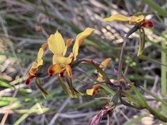 Diuris brumalis