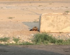 Marmota flaviventris
