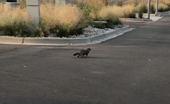 Marmota flaviventris