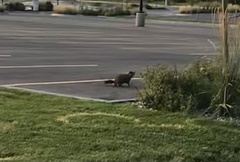 Marmota flaviventris
