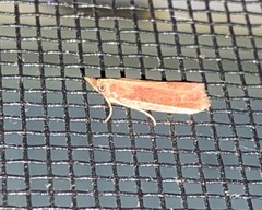 Peoria roseotinctella