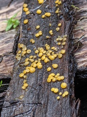 Bispora