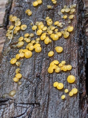 Bispora