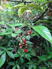 Rubus cochinchinensis