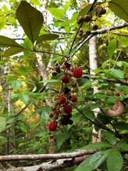 Rubus cochinchinensis